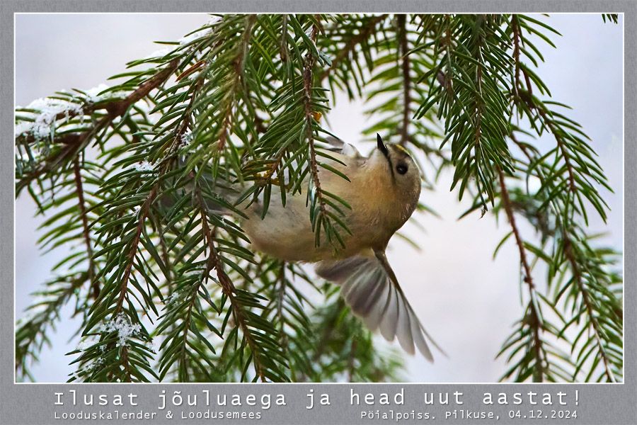 häid jõule