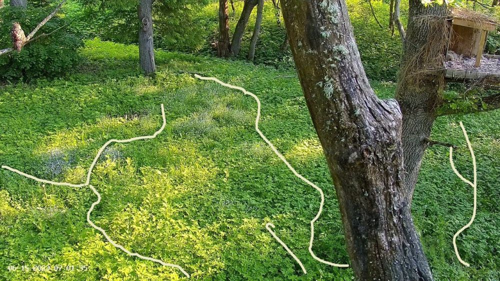 Kakupoegade käigurajad alusmetsas