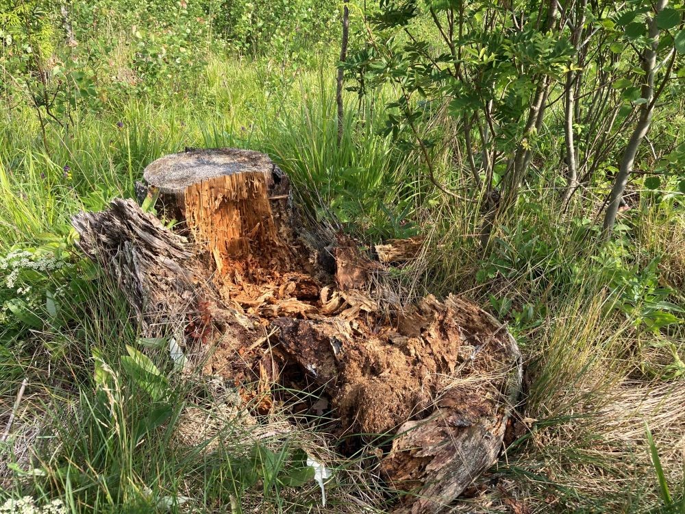 Karu on sipelgaid otsides lõhutud kännu