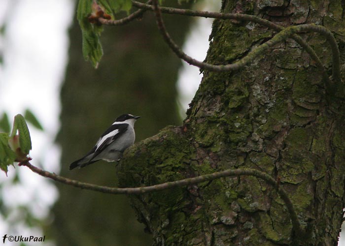 Kaelus-kärbsenäpp on Kuressaare lossipargis mitmel aastal ka pesitsenud, 03.05.2008. 