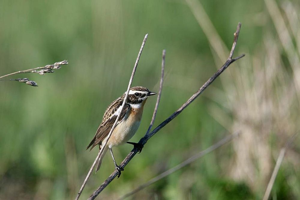 Peaaegu pooled hiljem rändelt saabuvad kadakatäksid võivad olla nakatunud vereparasiitidega.