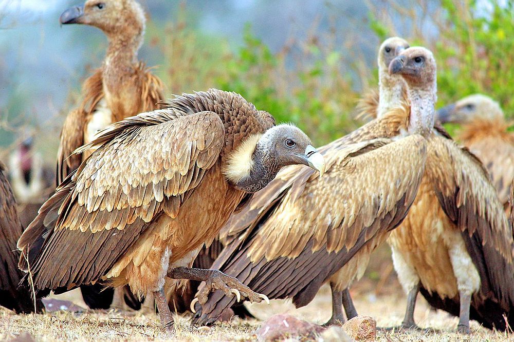 Indias elav sale-kaeluskotkas (Gyps indicus) on Rahvusvahelise Looduskaitseliidu (IUCN – International Union for Conservation of Nature) punases nimestikus äärmiselt ohustatud (Critically Endangered – CR) liikide kategoorias