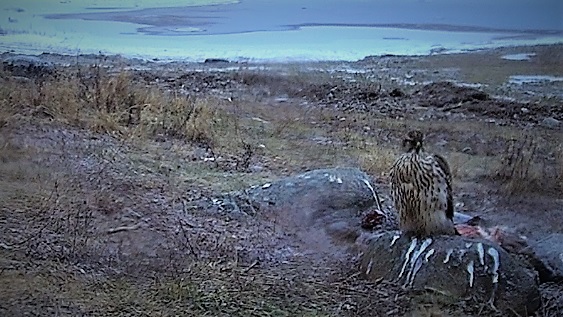 …ja laseb ennast kenasti vaadelda