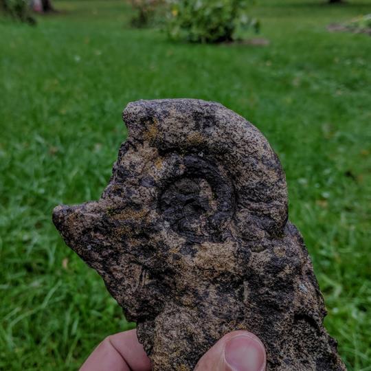 Taksonoomiliselt kuuluvad nad üldjuhul Estonioceras’te perekonda, mis nagu aimata võite, on Eesti järgi nime saanud. Põhimõtteliselt näevad nad välja nagu laiakslitsutud kaneelirullid.