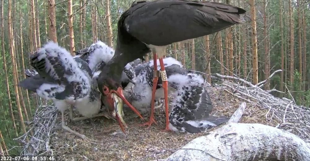 Isalind Karlil on raske ahvenat tema teravate ogade tõttu neelust välja öökida, et poegadele toita