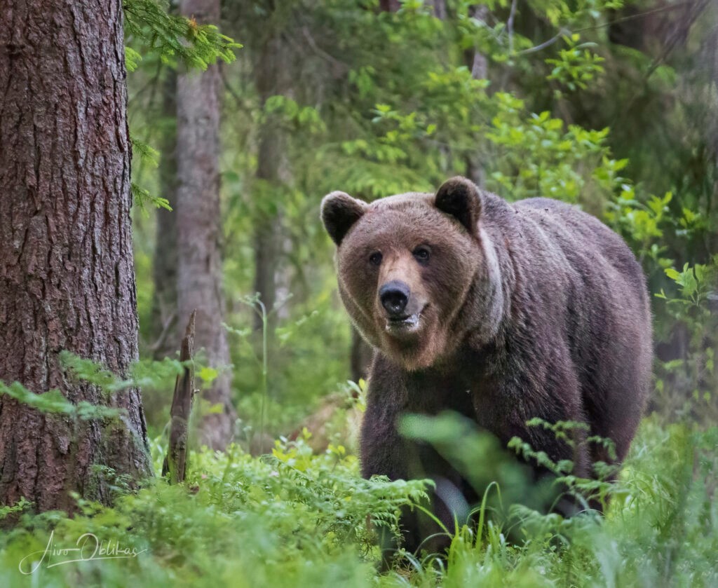 Emakaru jälgis isast pingsalt, valmis iga hetk ründama.