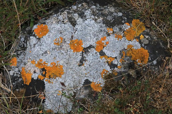 Madalamates kohtades torkab silma õitsev tuderluga (Juncus gerardii) ja tihedad valgete õitega kaetud põldmuraka (Rubus caesius) laigud suuremate kivide ja kadakate ümber.