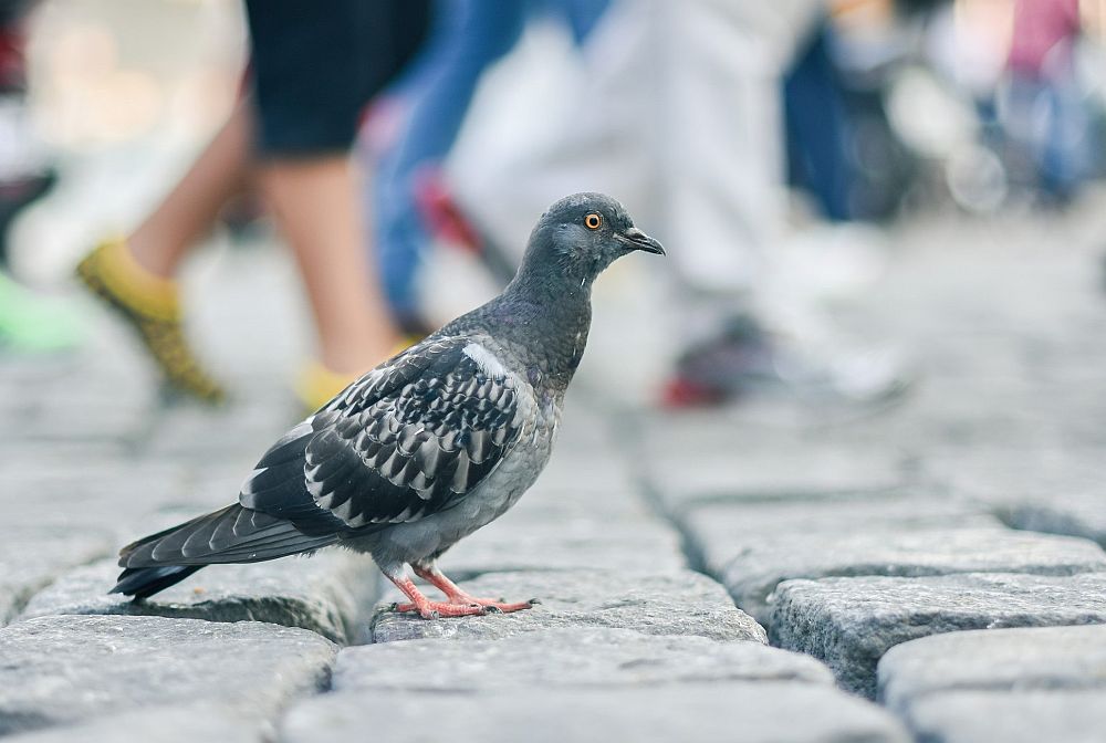 Linnas elavad kodutuvid on märksa julgemad maapiirkonna liigikaaslastest 