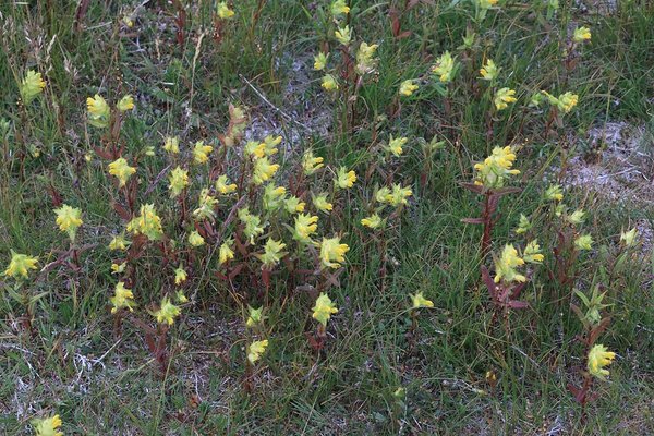 Kollaseks hiireherneks kutsutud aas-seahernes (Lathyrus pratensis) lisab niiduvaibale erkkollaseid täppe