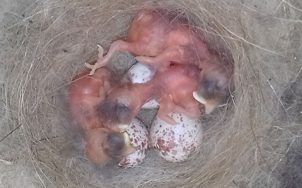 Rasvatihase kuuemunalisest kurnast on kolm poega koorunud. Selles pesas koorusid kõik pojad ühe päeva jooksul. 28.06.2017, Vana-Kuuste