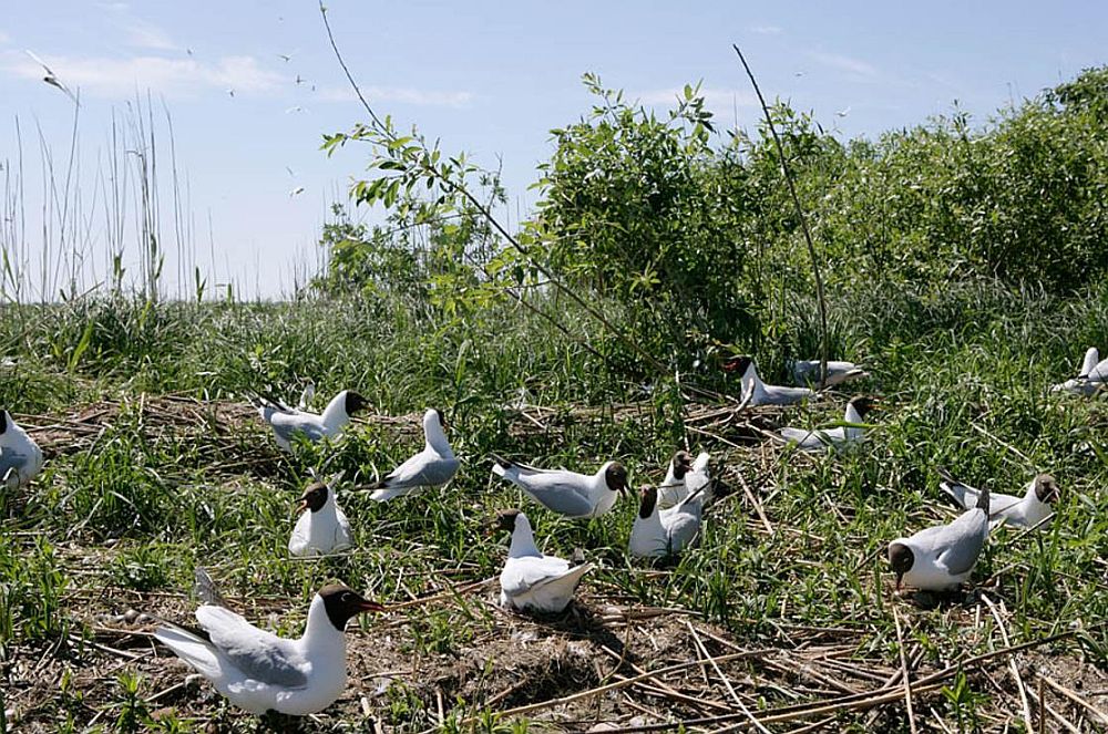 Naerukajaka koloonia Tondisaarel Võrtsjärvel 