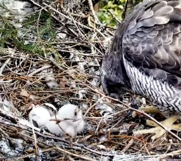 Samal ajal on taamal näha teist kooruvat kanakullide poega.