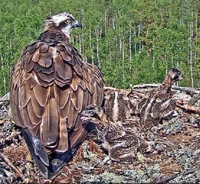 Hommikupoolikuti lastakse kotkapoegadel ennast päikesepaistel soojendada, aga keskpäeval varjab vanalind poegi päikese käest ülekuumenemise ohu tõttu
