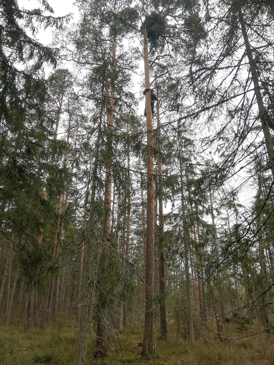 Kaljukotkakaamera
