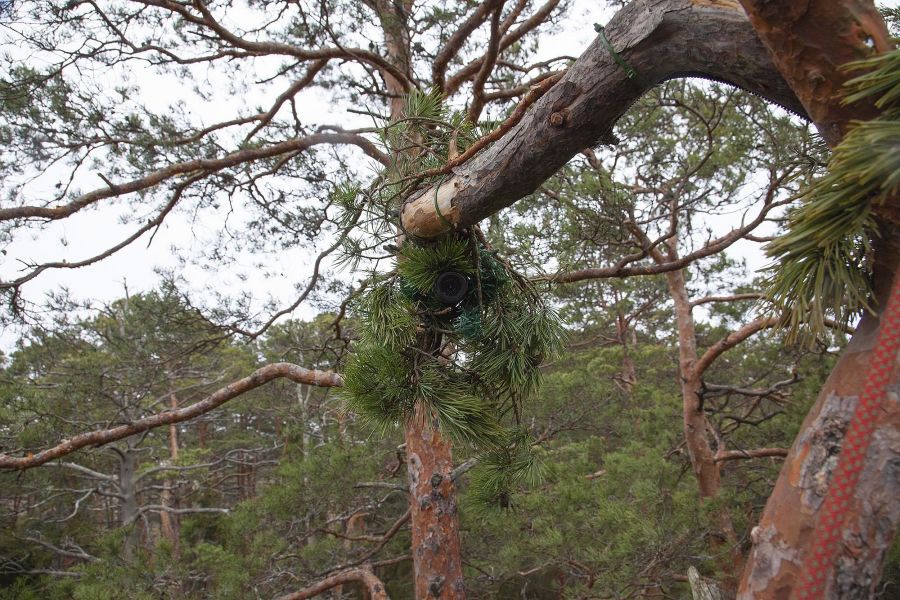 Kotkakaamera, kaljukotkas