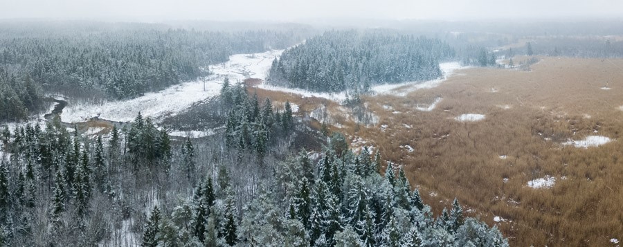 Kotkas4