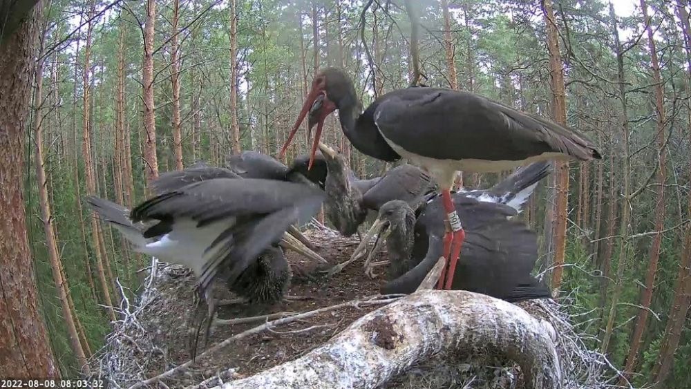 …jälle toimine veidi üle poole tunni möödudes.
