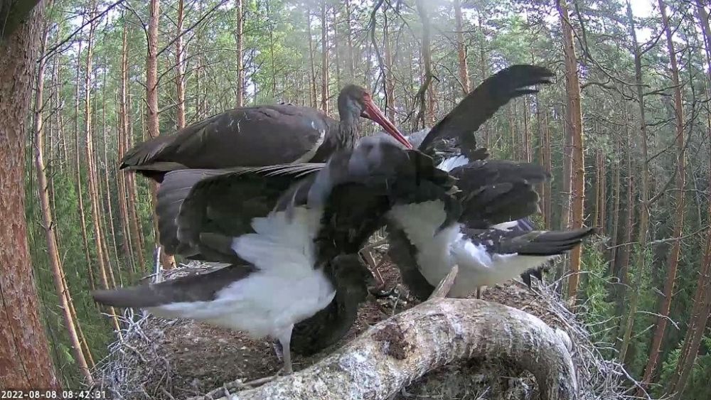 Kurepoegadel ei ole sellist päeva senini olnud. Ega täis kõht eriti pesast välja lendama ei meelita. Vajalikuks osutub söögijärgne seedimine ja puhkus…