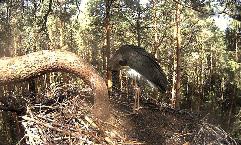 Pildi päikesepaistelisel õhtul napsas Noli, LK foorumist