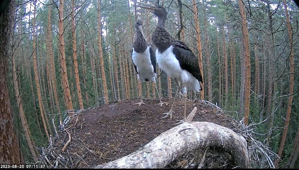 Hommikusöögile hilinenud Kalvi jalanumbriga 7192 ja raadiosaatjaga ja Kerri 7194
