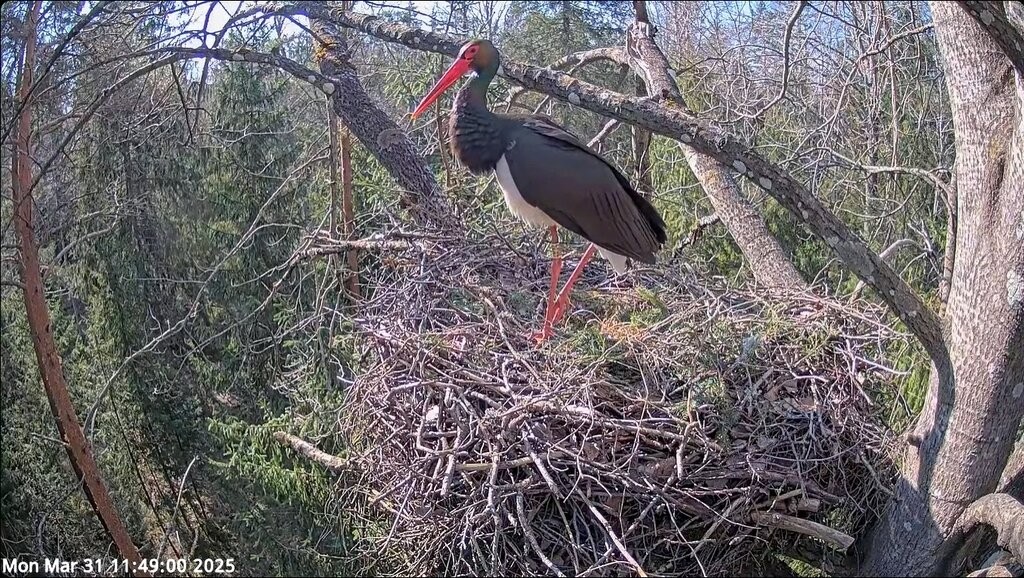 Stork camera black stork 2025