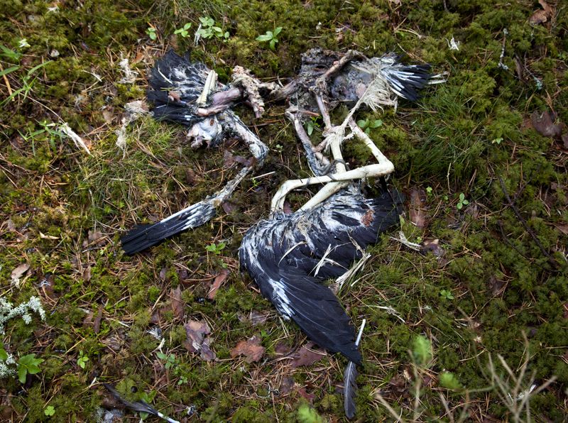 Kolmas poeg oli kanakulli poolt maapinnal ära söödud. Sel ajal olid mõlemad vanalinnud poegadele saaki otsimas