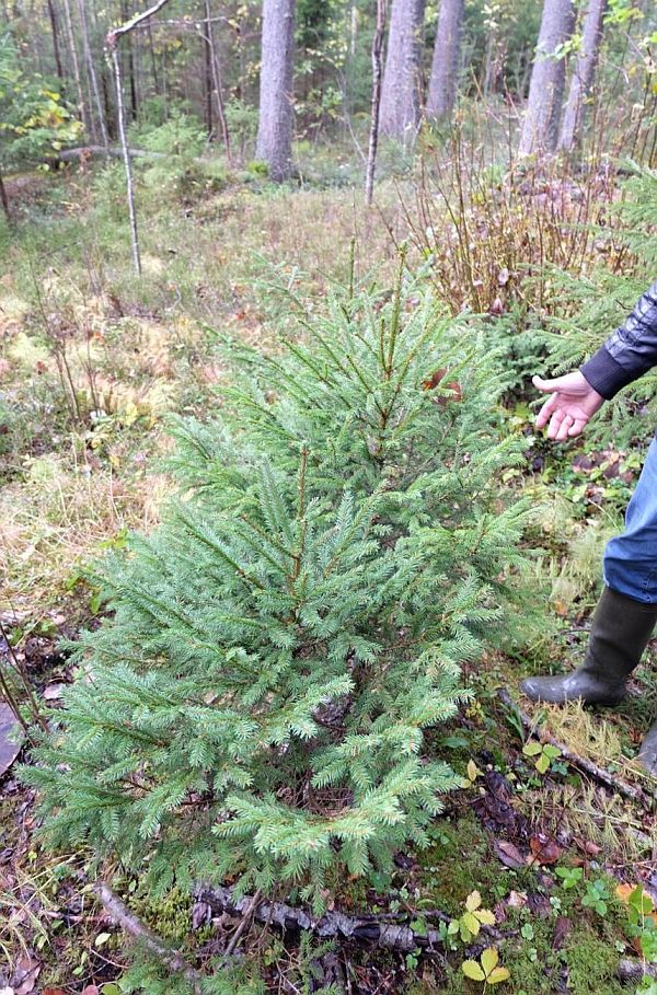 Pildil on näha kuused, mis alguses on varjus kasvades võtnud nö vihmavarju kuju, kuid piisavalt valgust ja kasvuruumi saades kasvavad nad hästi kõrgusesse.