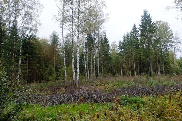 Väikesemõõduline lageraie demometsas. Omanik jätab alati kasvama alusmetsa ja jälgib, mis osa sellest on tulevikus elujõuline.