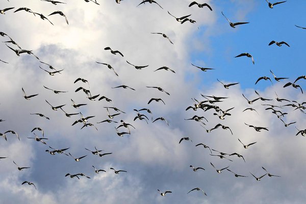 Päeval, kui kaamera sai rannalt ära võetud, jagus laglesid tatsama kaamera taga, neid oli Haeska tee ääres rohtu söömas ja parkla taga lagedal põllul umbes nelisada lindu, kiivitajaid oli hõredalt tipitud terve ala täis ja siin-seal liikusid hallrästaste parved. Lennus ja maas oli tõesti palju linde - jah ränne veel kestab. 