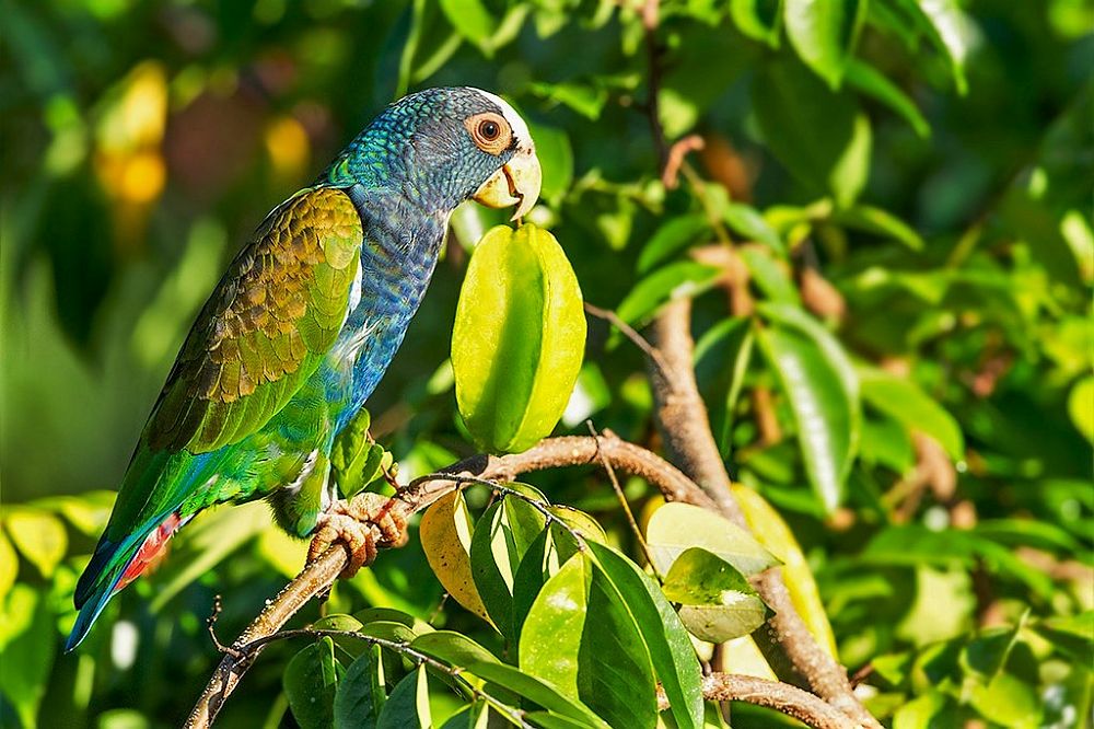 Kesk-Ameerikas elav laukpapagoi on papagoide seas üks suuremaid raiskajaid.