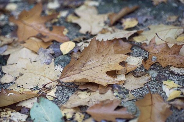 Punase tamme (Quercus rubra) leht. 