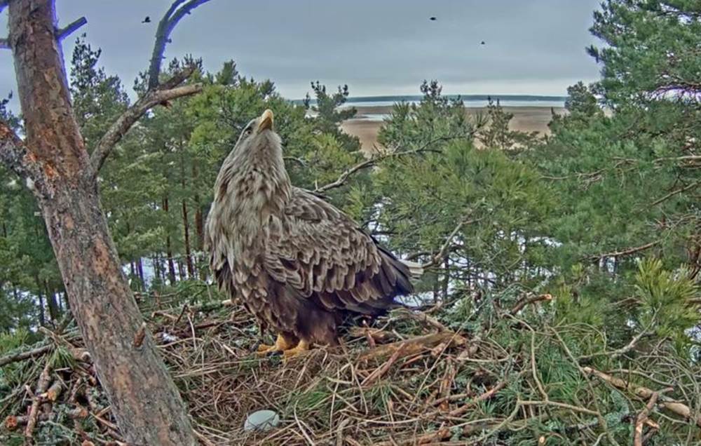 Täna oli päris palju „võõraid“ merikotkaid taamal lendamas