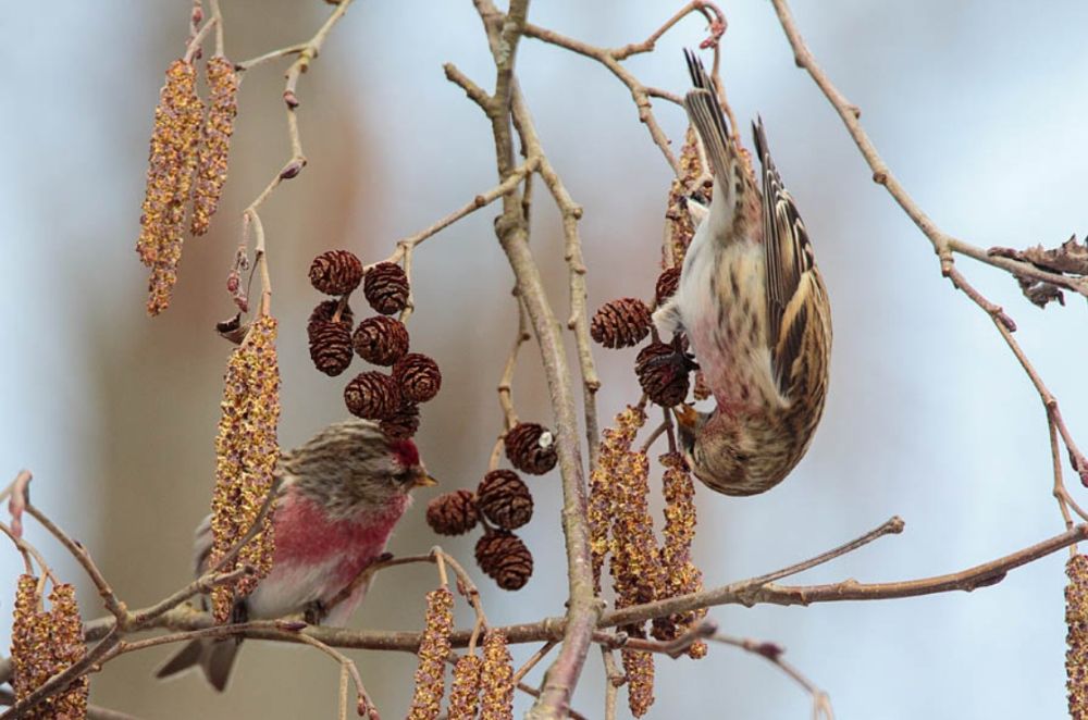 Urvalinnud lepaseemneid söömas