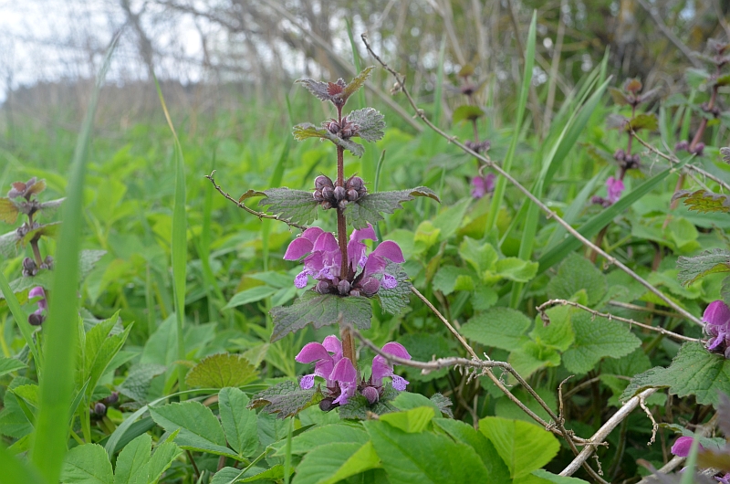 See Ida-Virumaalt tee äärest leitud verev iminõges määratakse Pl@ntNetis kui Lamium Purpureum ehk... verev iminõges.