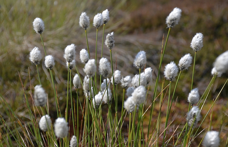 Järva-Madiselt Kodru rabast leitud punt tupp-villpeasid on masina arvates Eriophorum Vaginatum ehk... tupp-villpea!