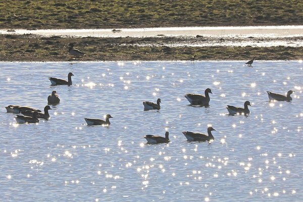 Laglede kõrval on maikuu, eriti selle teine pool, mitmete arktiliste merepartide (aul, vaerad ja vardid) ja kauride massrände aeg. 