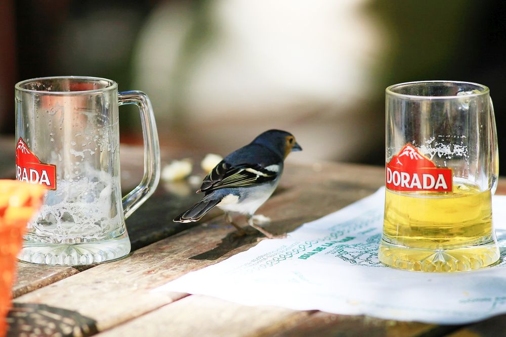 Linnas puutuvad linnud kokku ka alkohoolsete jookidega. Kõige sagedamini joovad nad õlut.