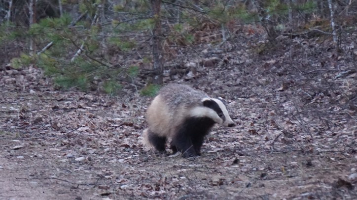 mäger metsateel