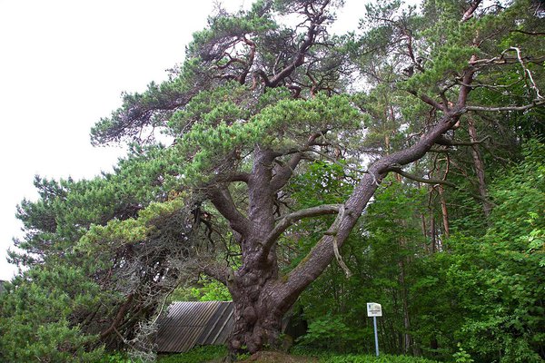 Paarikümne aasta taguse mõõtmise andmetel on männivanal kõrgust 14 m ja tüve ümbermõõt 90 cm kõrguselt 453 cm.