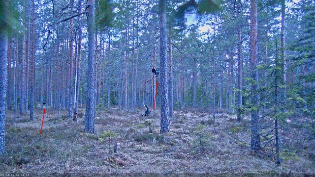 Kui varahommikul kanad mänguplatsile jõuavad, tulevad kuked puudelt maapinnale