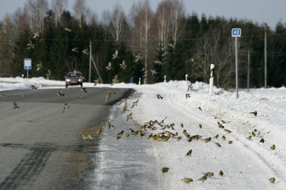 Talvel võib maanteel kohata tee läheduses toituvaid värvulisi, kes käivad end teel soojendamas. 