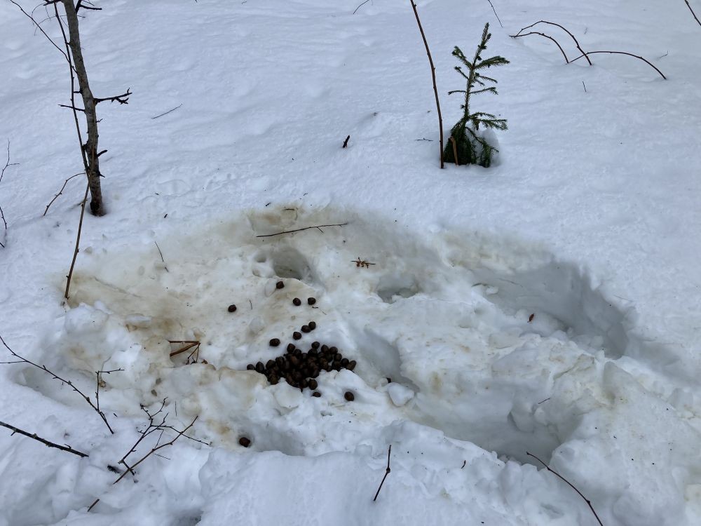 Põdra puhke või magamisase