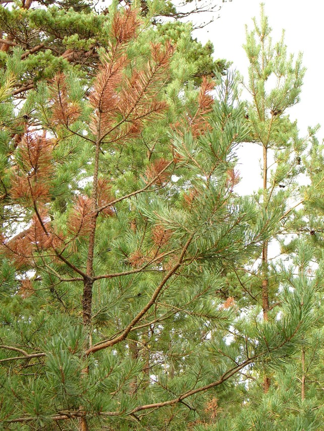 Kuid puudel võib näha juba suvest saadik punapruunide okastega oksi. 