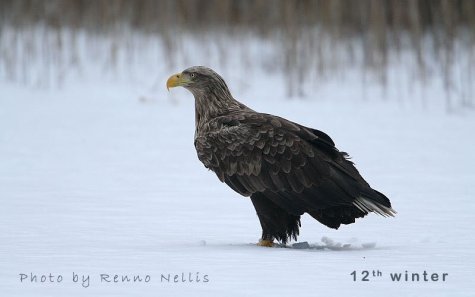 Mida vanemad linnud seda heledamaks muutub peasulestik võrreldes kehasulestikuga, võimas nokk üleni helekollaseks ja sabasuled valgeks.