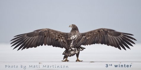 talve kotkaste sulestik paistab silma valkjate kattesulgede rohkusega. Noka tipp on veel must, kuid nokatüvik juba kollane.
