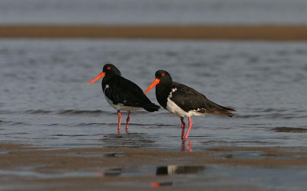 Austraalia meriskid, detsember 2007, Cairns, Queensland