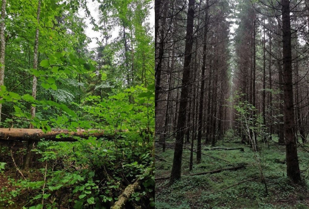 Küps segamets (vasakul) ja keskealine kuusik (paremal)