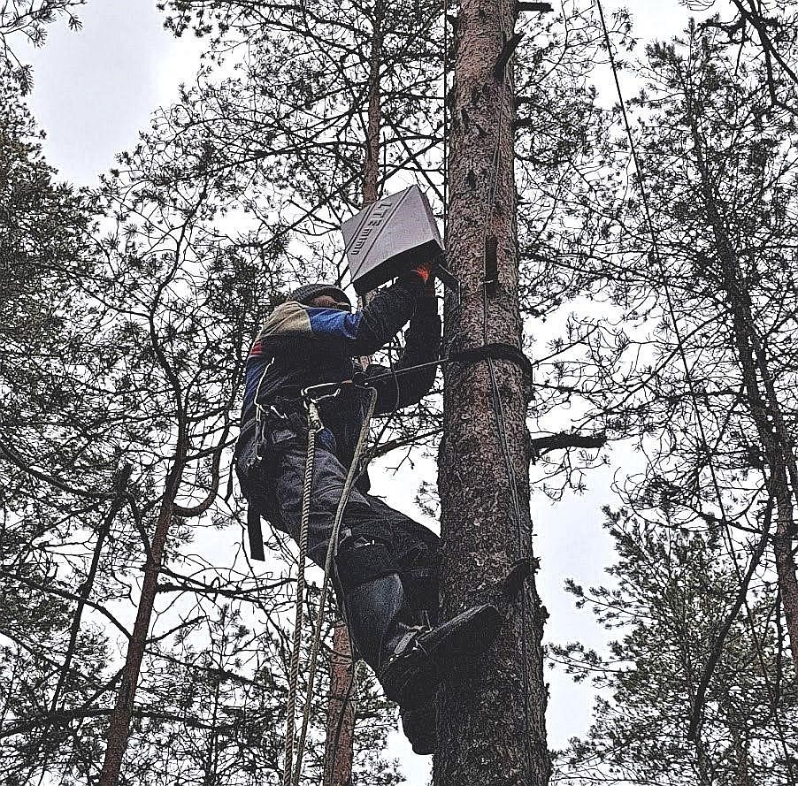 metsisekaamera