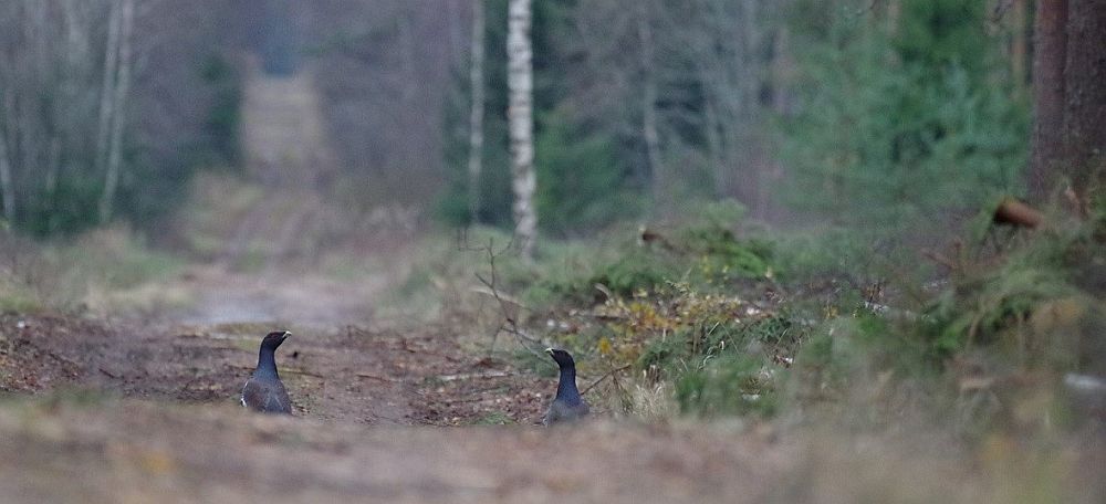 Tänaseks on metsiste arvukus oluliselt kahanenud ja seetõttu ei ole mitme kuke samaaegne nägemine kuigi sage.