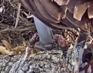 Iiris näitas muna